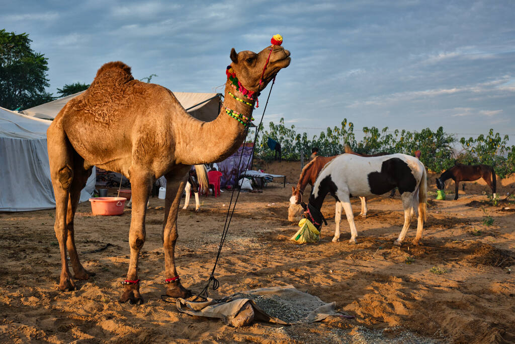 Camels at Pushkar Mela Pushkar 