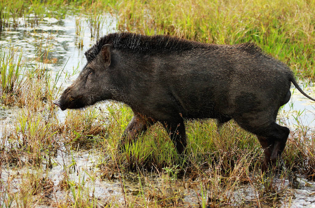 Bandipur National Park in Karnataka