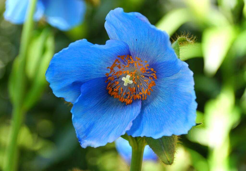  Blue Poppy