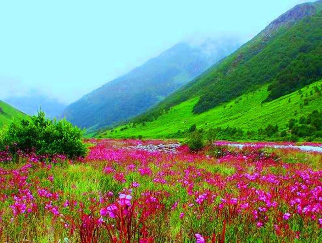 Valley of Flowers in Uttarakhand