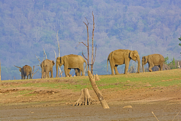 Elephants Nagarhole National Park 