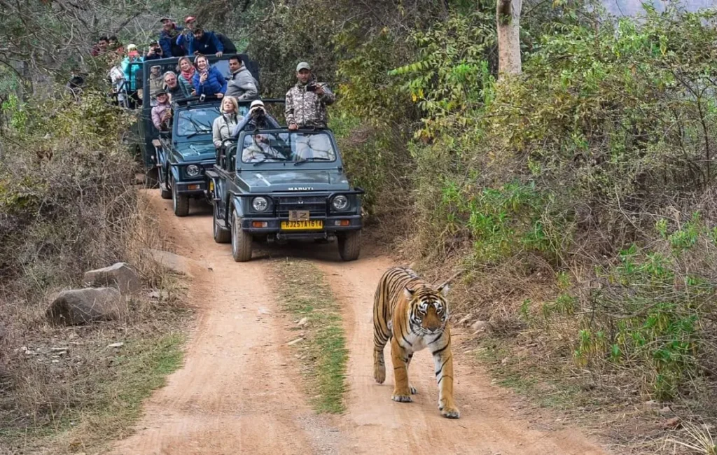 Ranthambore-Tiger-Safari2