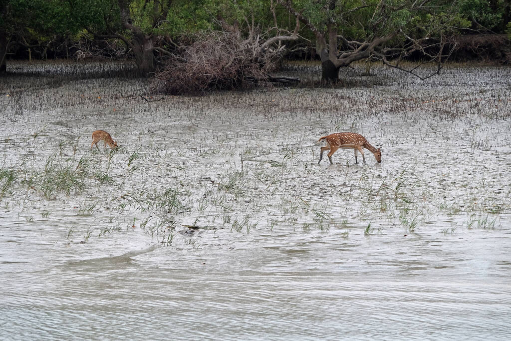 Sunderbans National Park 