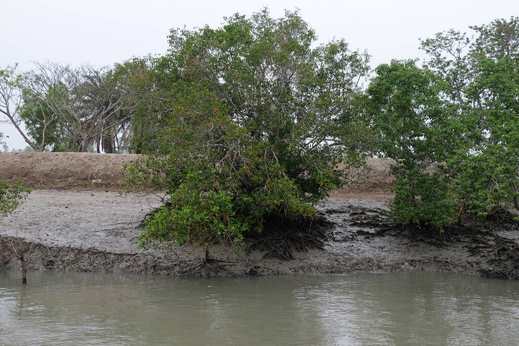 Sunderbans National Park 