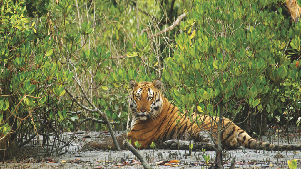 Sunderbans National Park 