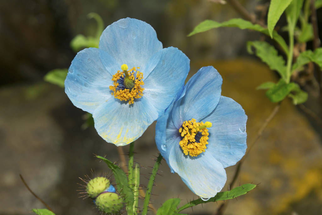 Blue poppy