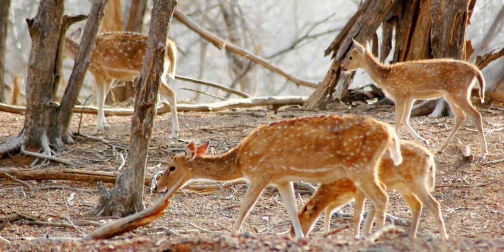 Mount Abu Wildlife Sanctuar