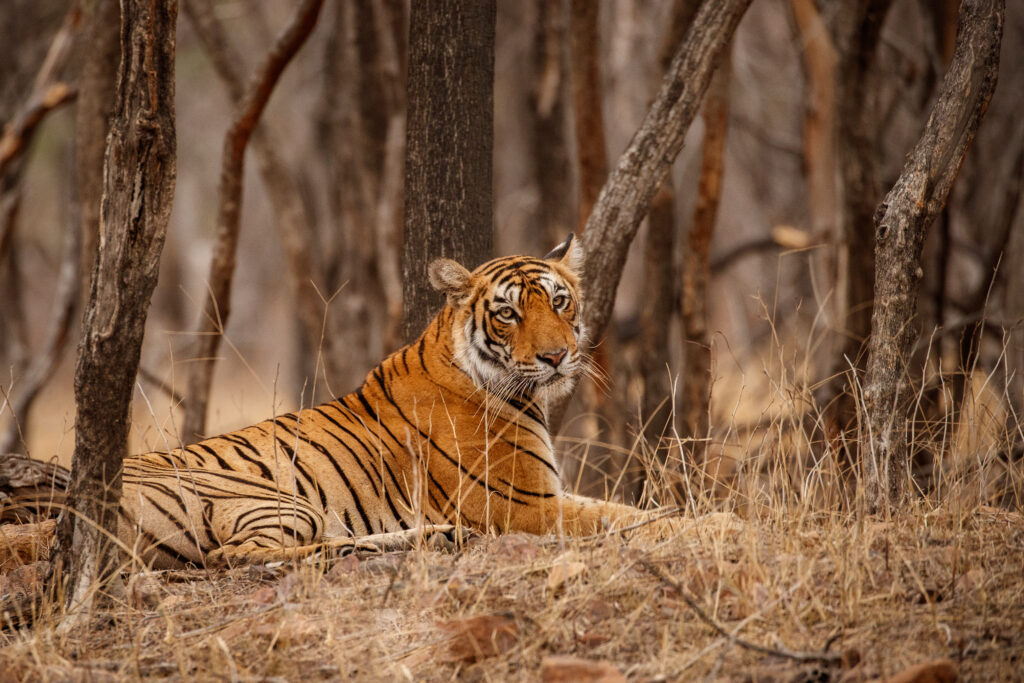 Royal bengal tiger In Sundarban