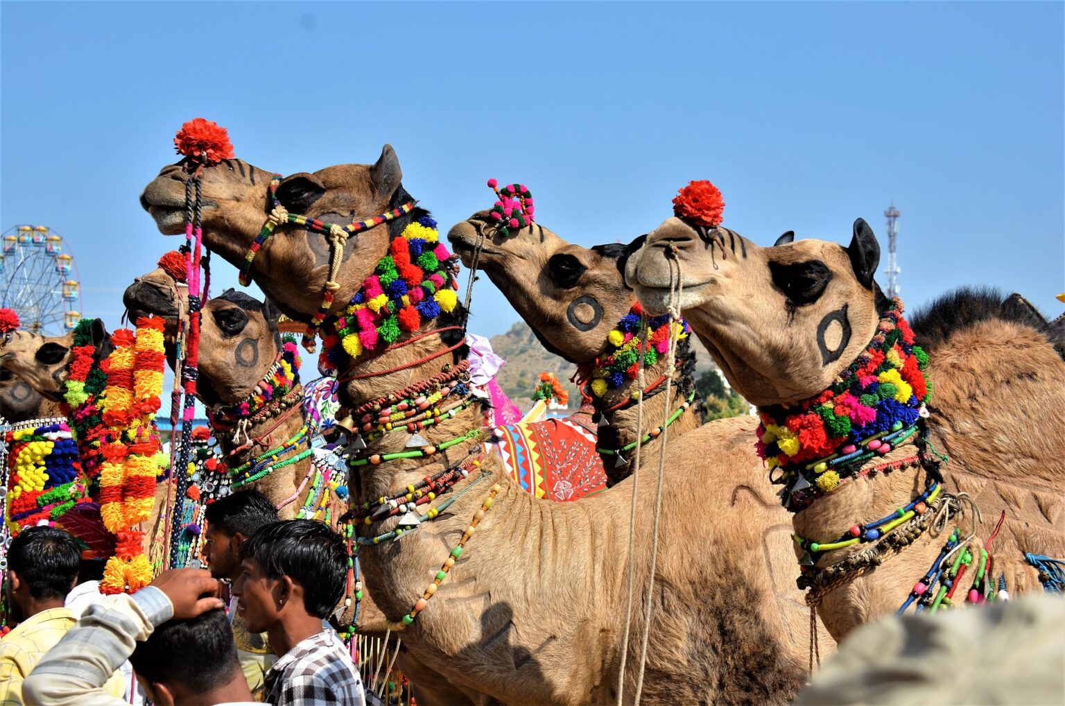 Camel Fair In Rajasthan