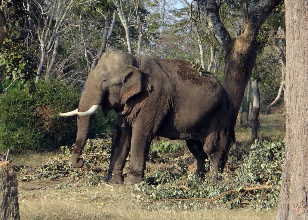 Bandipur National Park in Karnataka