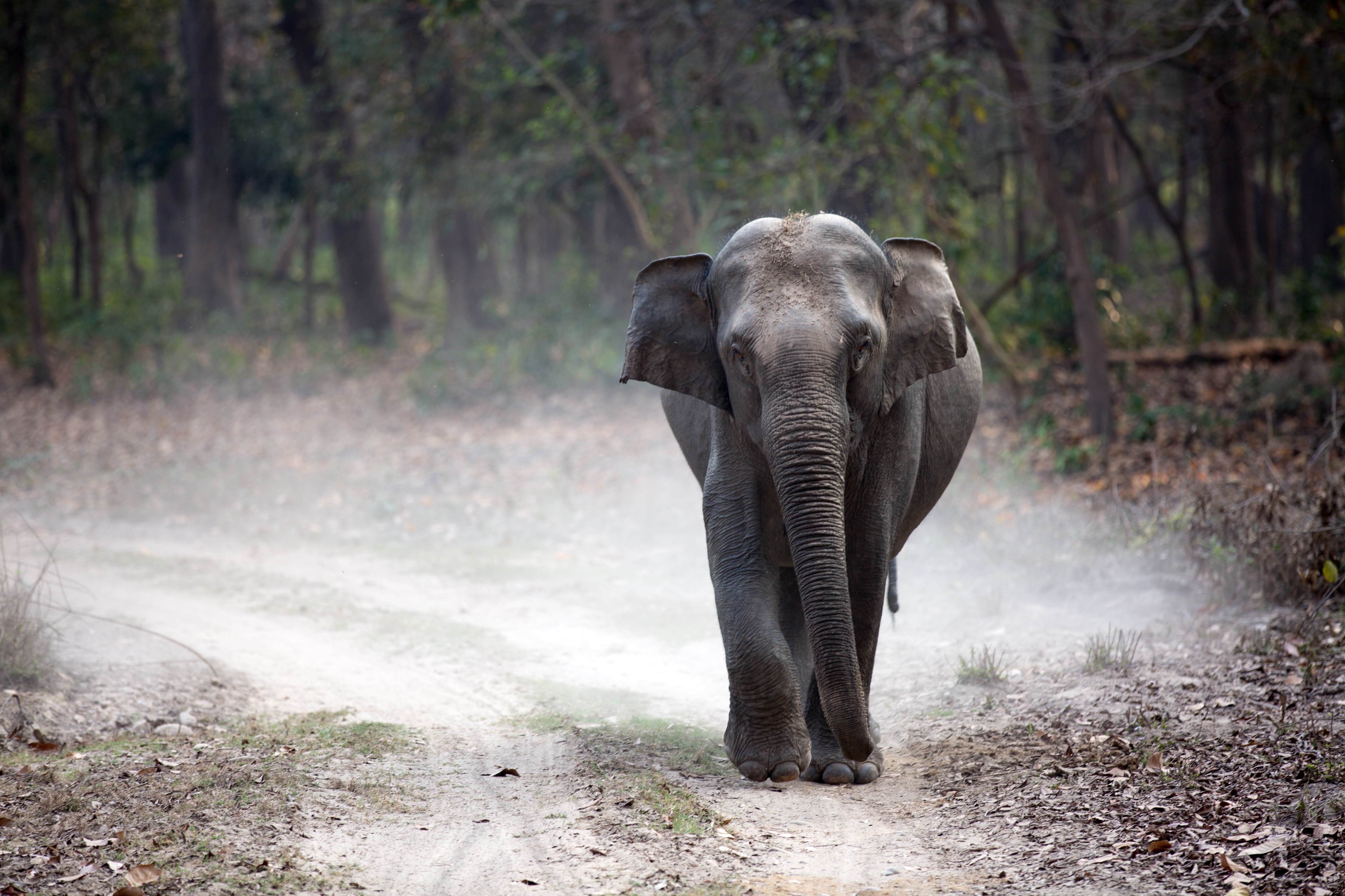 Jim Corbett National Park  