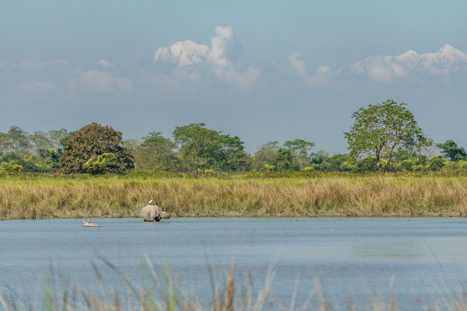 Kaziranga's National Park