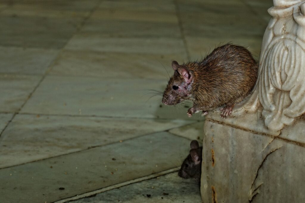 Karni Mata Temple