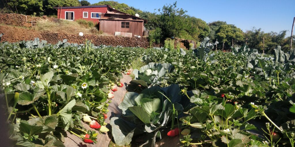  strawberry delicacies