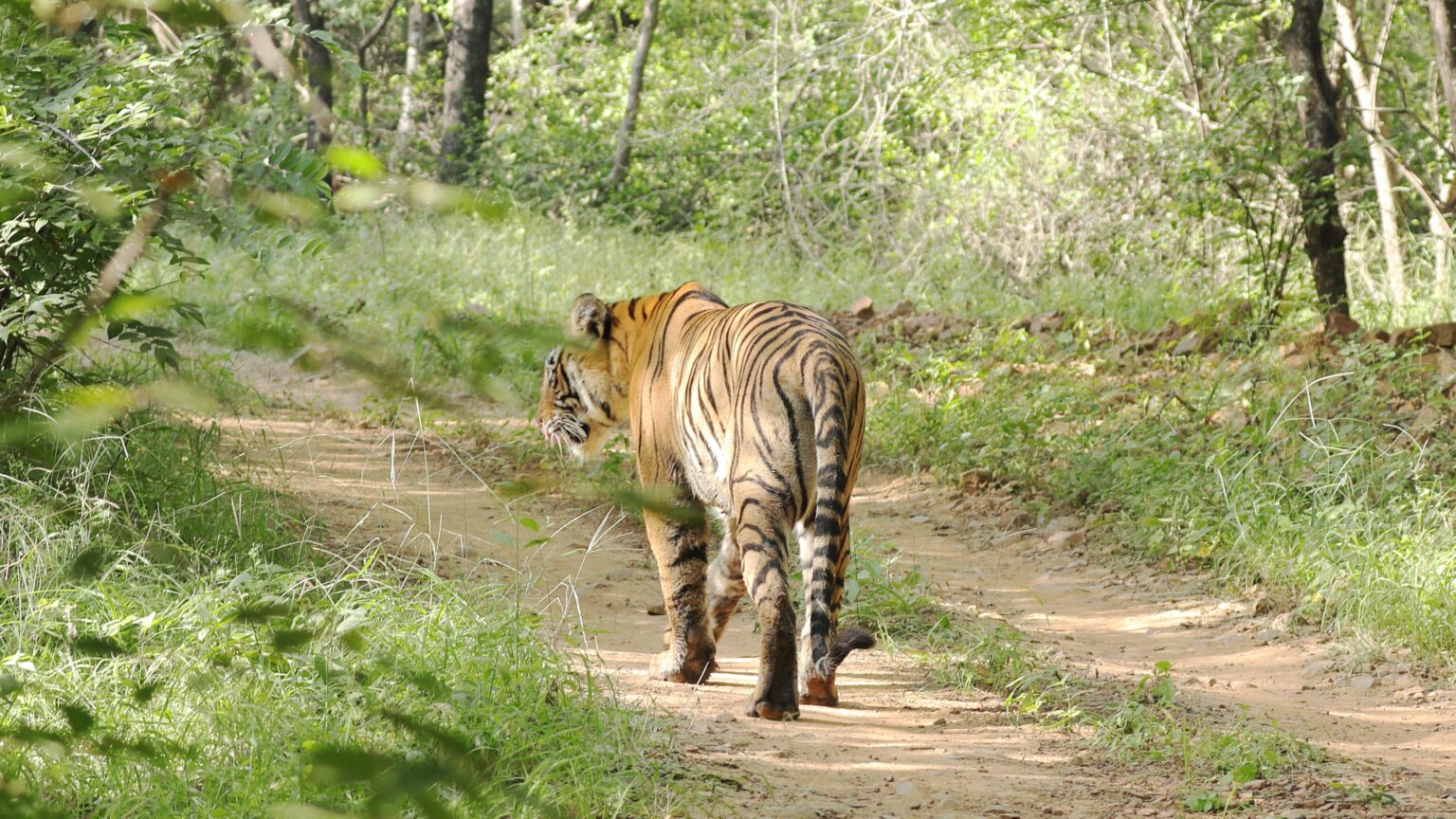 Ranthambore National Park