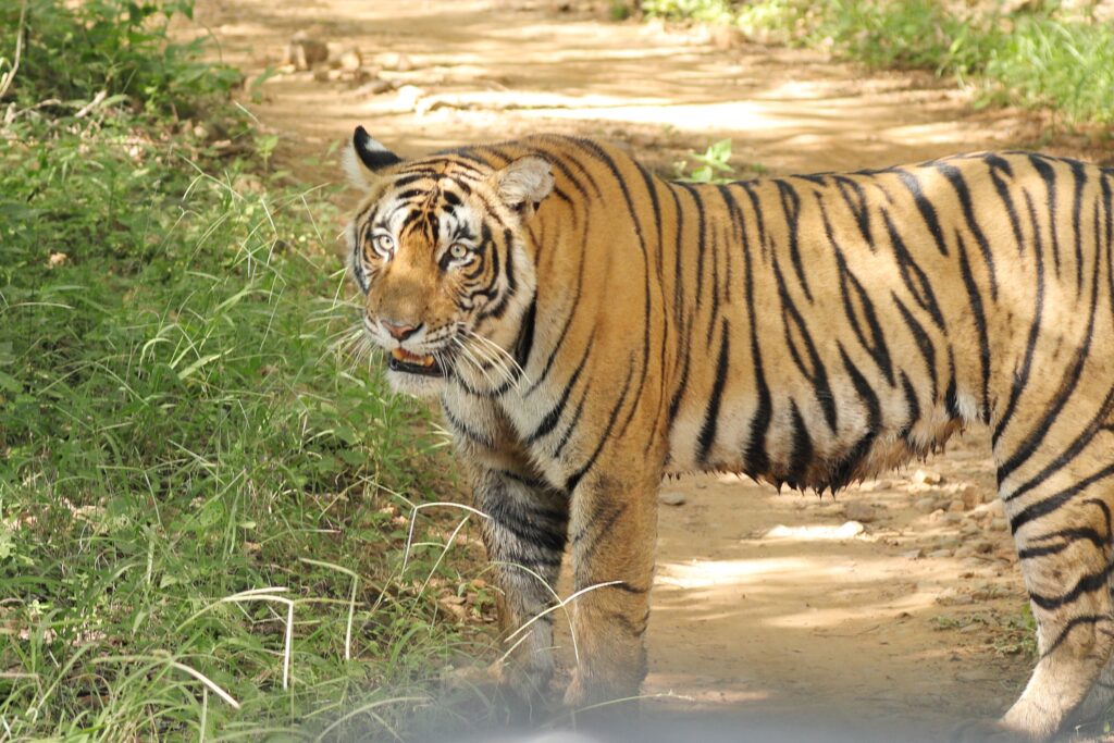 Tigers of Ranthambore