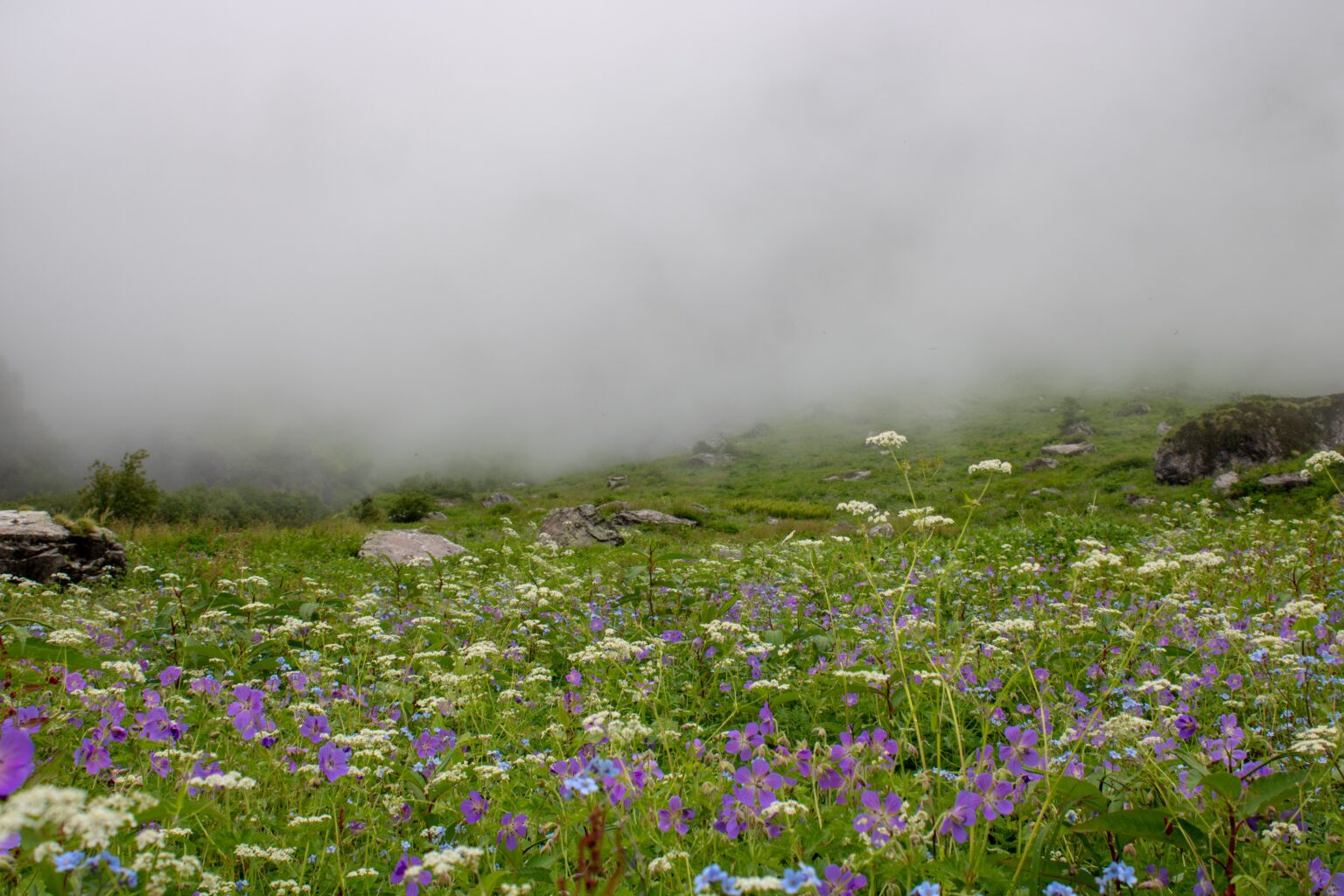 Valley of Flowers in Uttarakhand