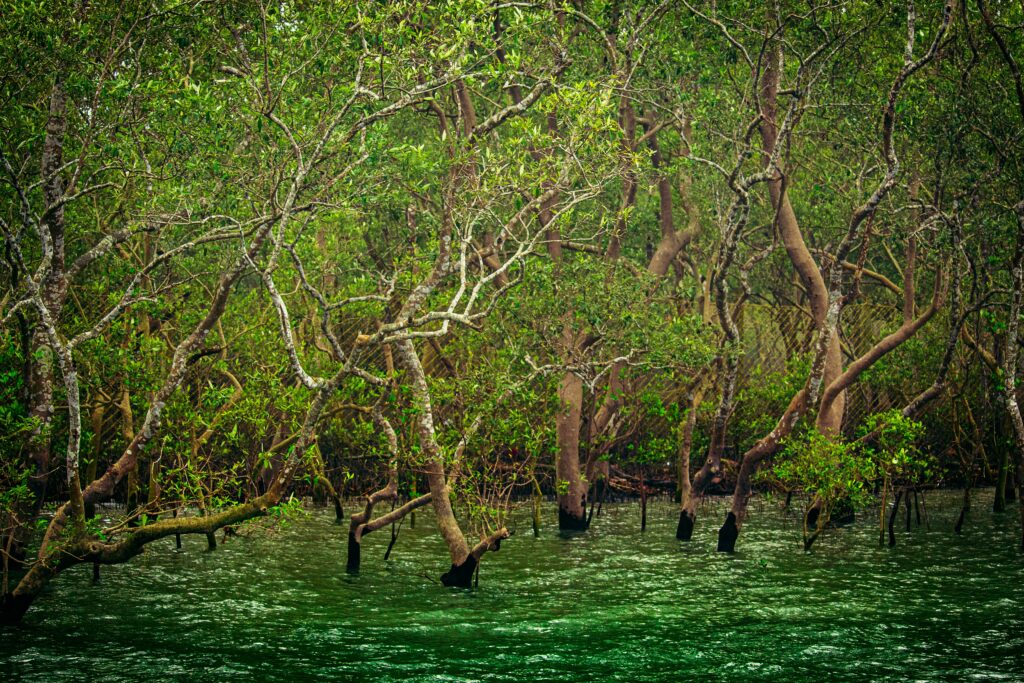 Wildlife of the Sundarbans