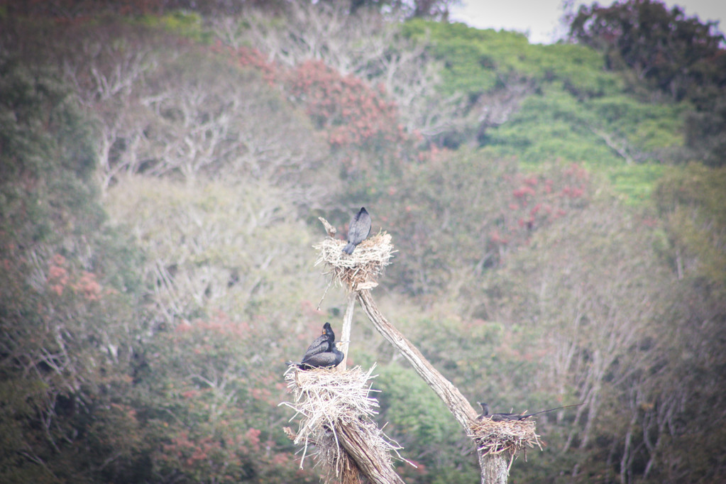  Wildlife at Periyar National Park in Kerala