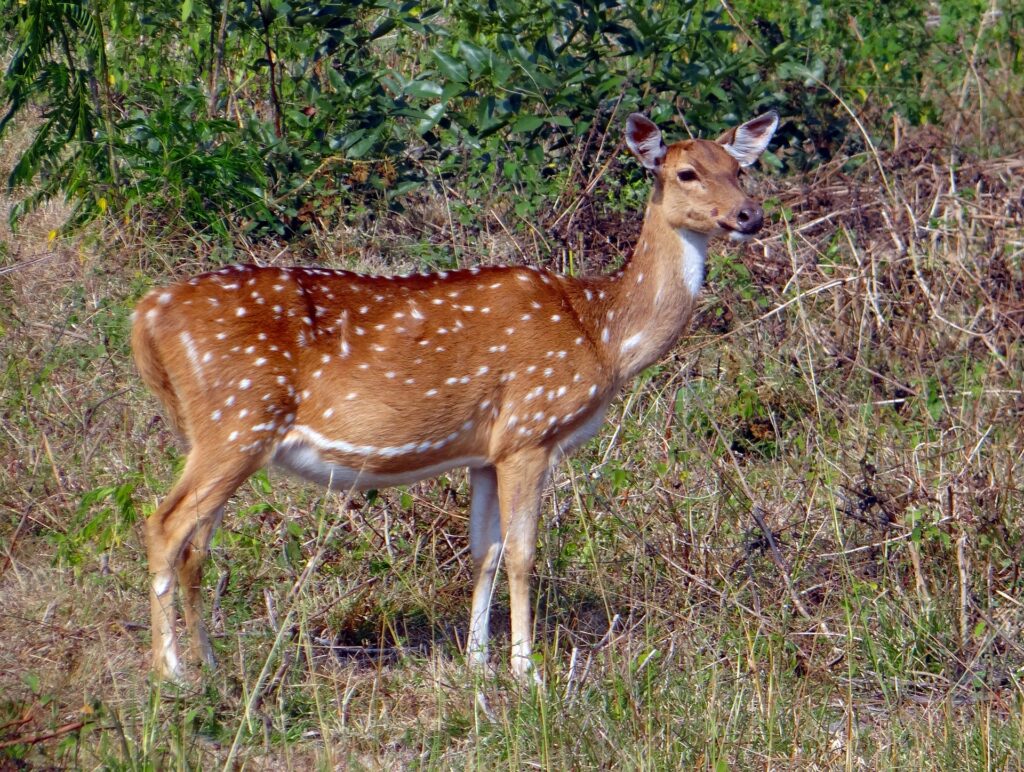 Bandipur National Park in Karnataka