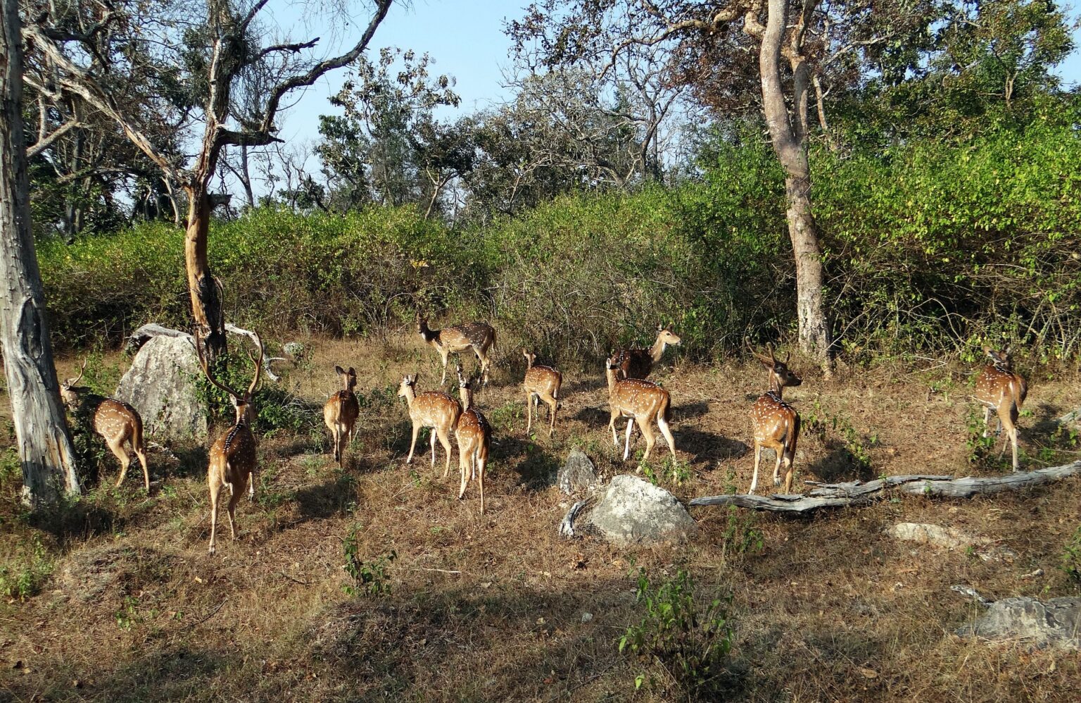 Bandipur National Park