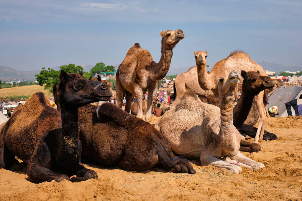 Pushkar Camel Fair in Rajasthan