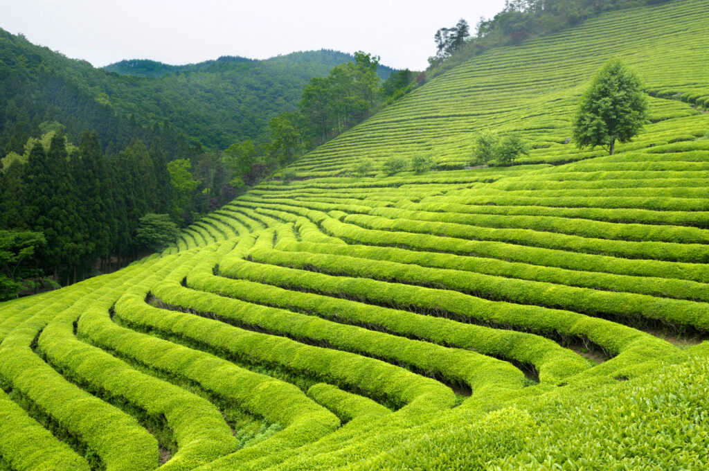 Tea Estates Of Darjeeling