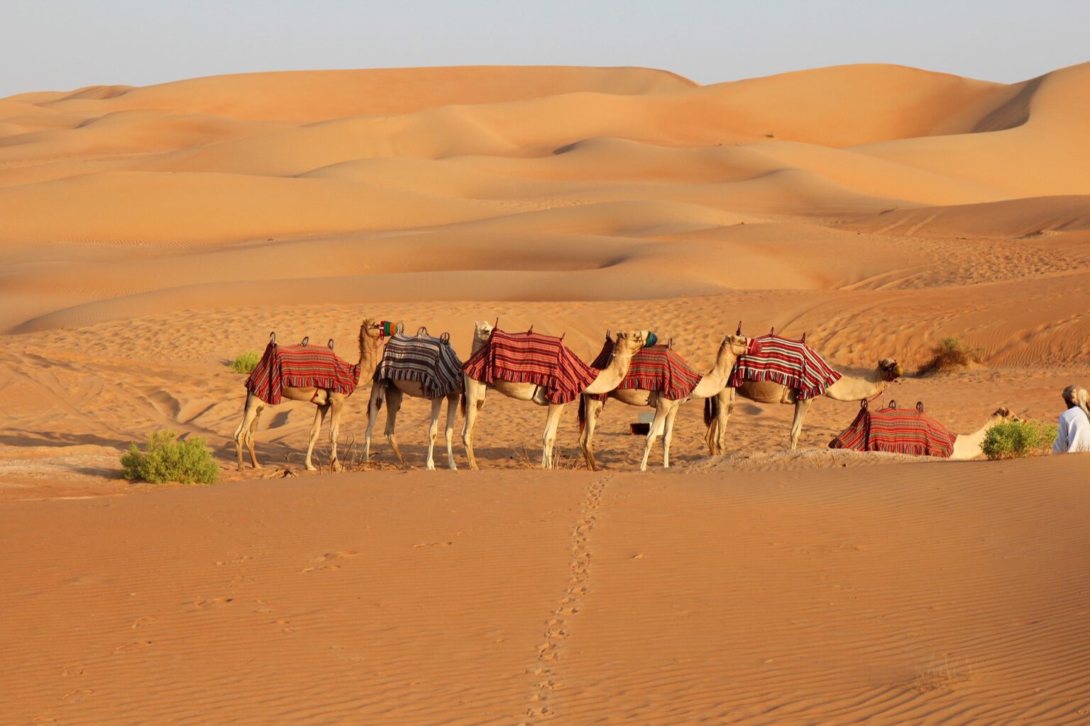 Camel Safari in the Thar Desert in Rajasthan