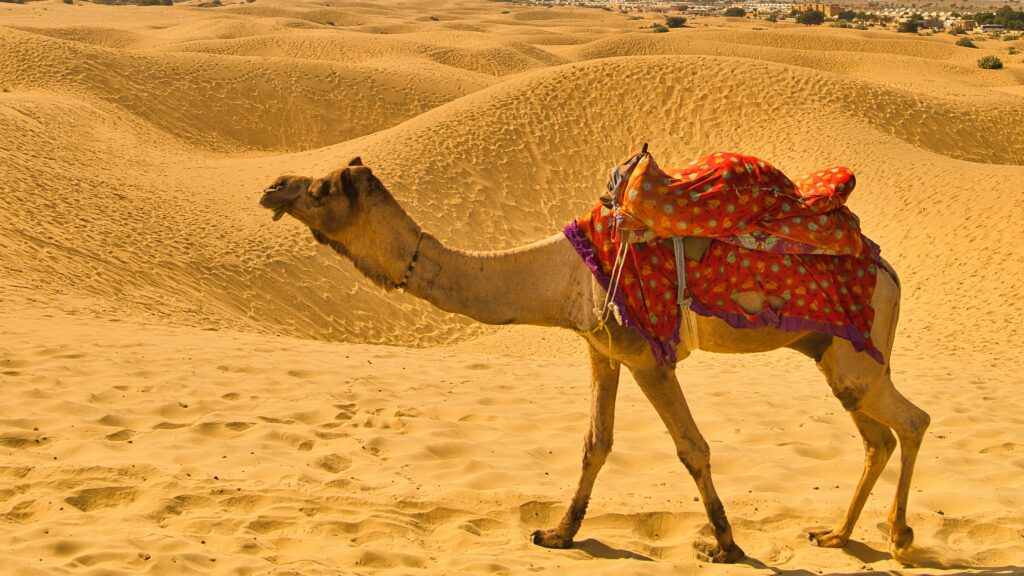  camel fair 