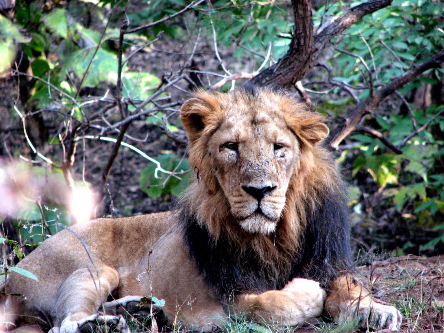 Gir National Park