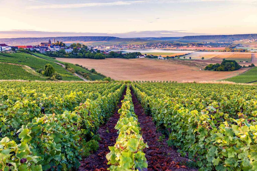 Vineyards of Bordeaux, France