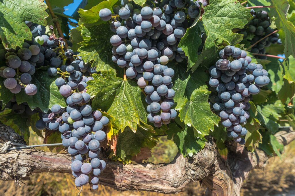 Bordeaux is renowned for its diverse range of grape varietals