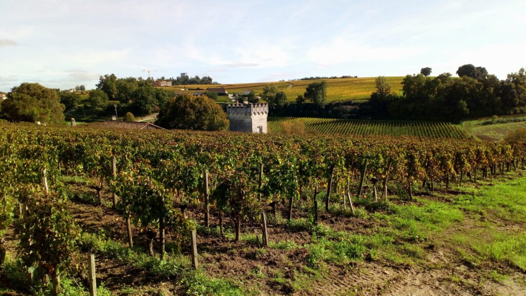  Vineyards of Bordeaux, France 

