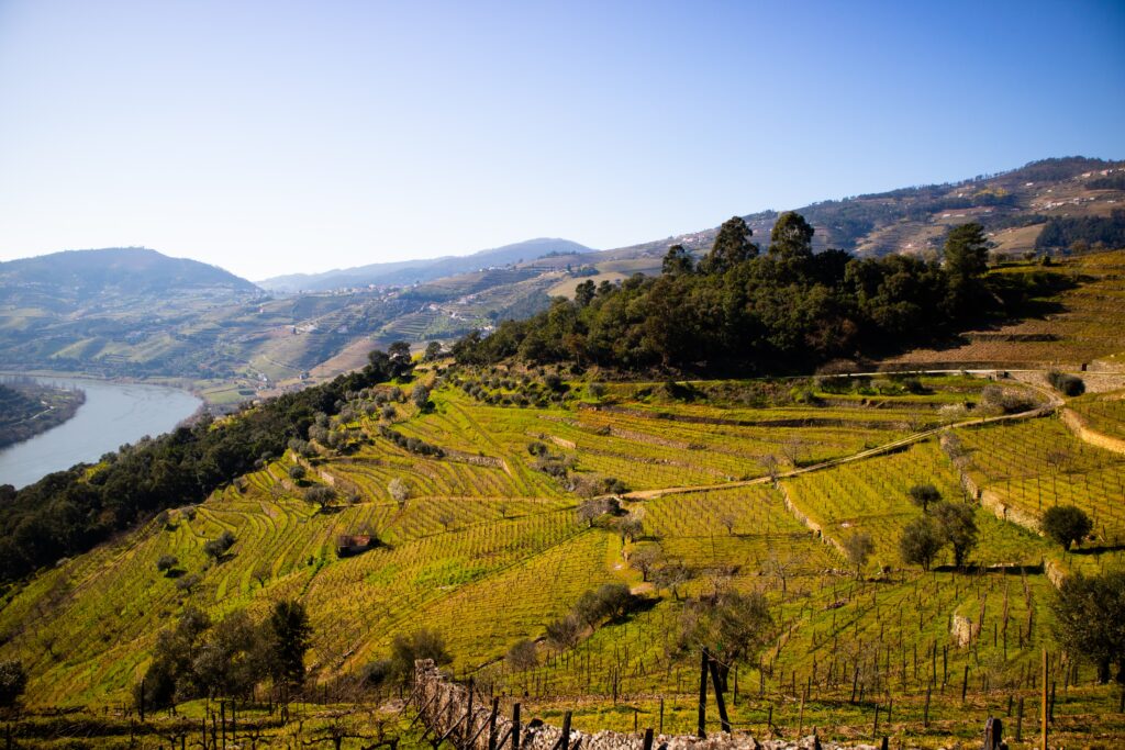 Wines of the Douro Valley