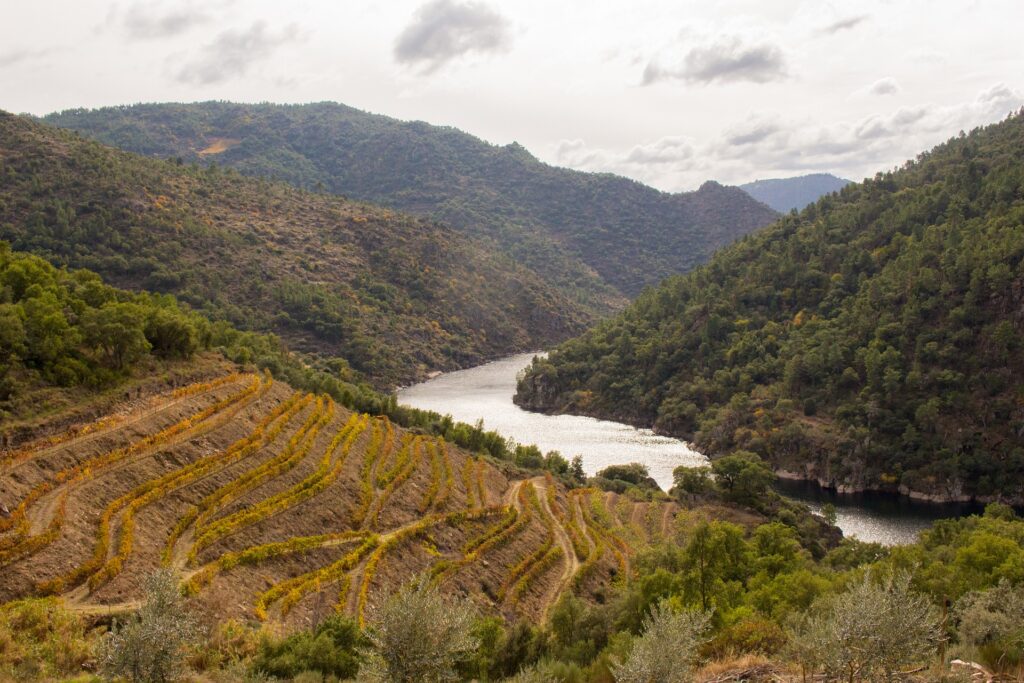 Wines of the Douro Valley