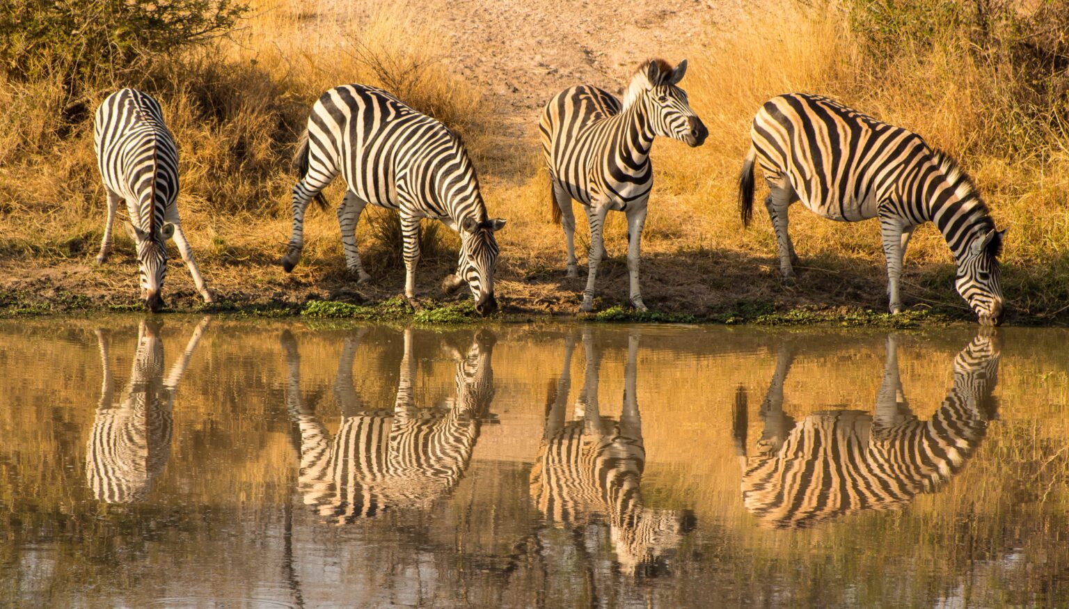 Safari Adventures in Kruger