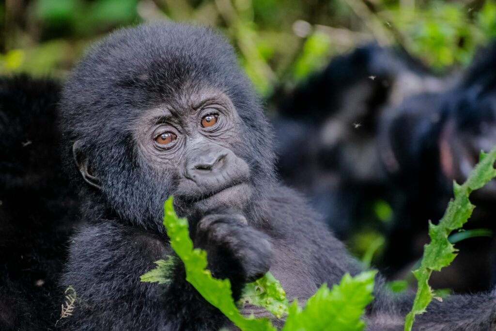 The Realm of Gorillas: Trekking the Magnificent Bwindi