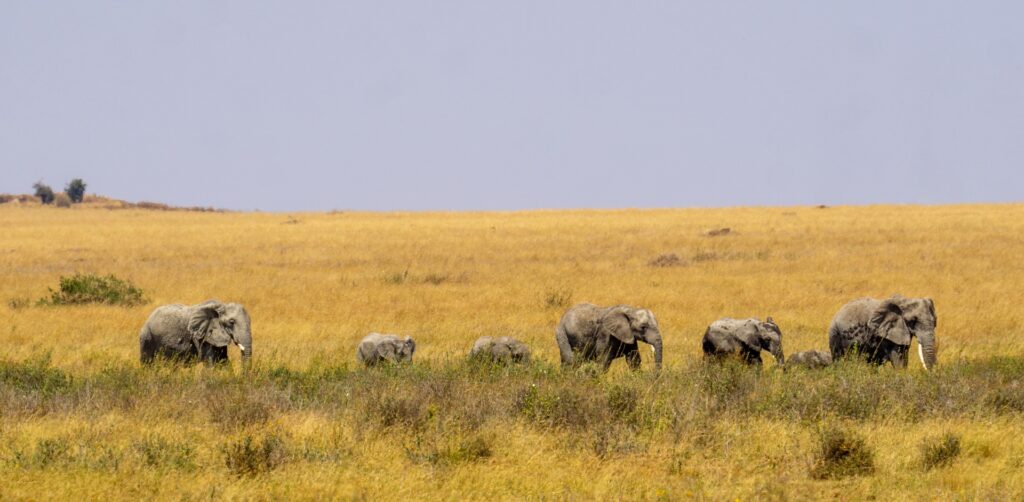 Vast Plains of Serengeti