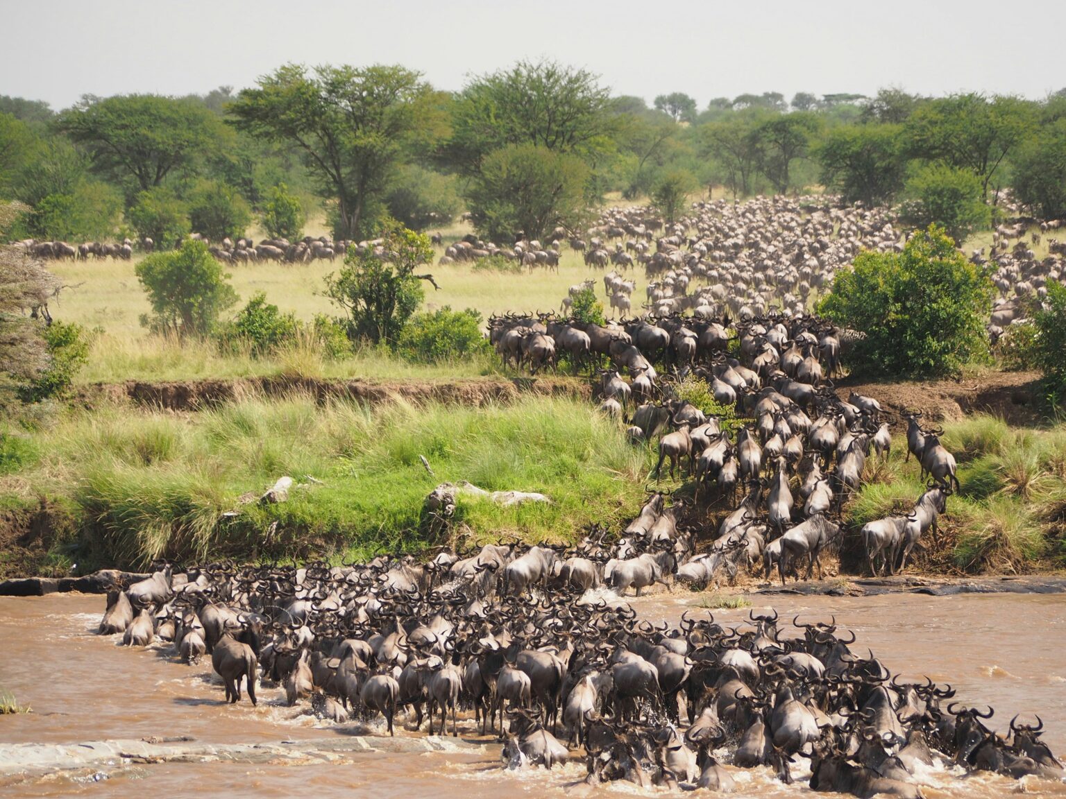 Circle of Life in Masai Mara