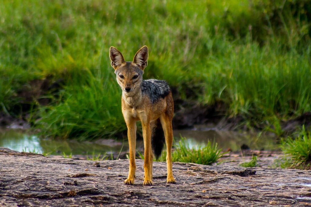 Laikipia Plateau