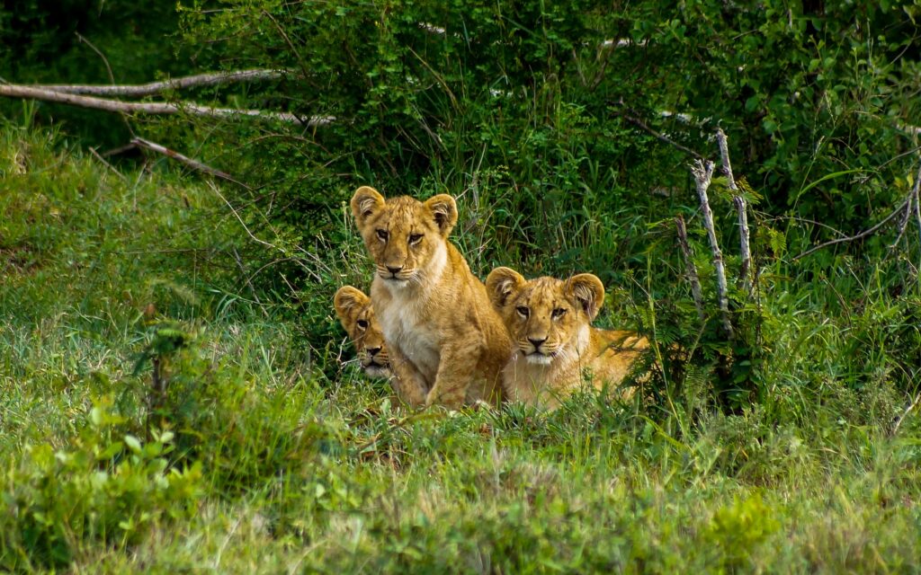 Wildlife Preservation on Laikipia Plateau