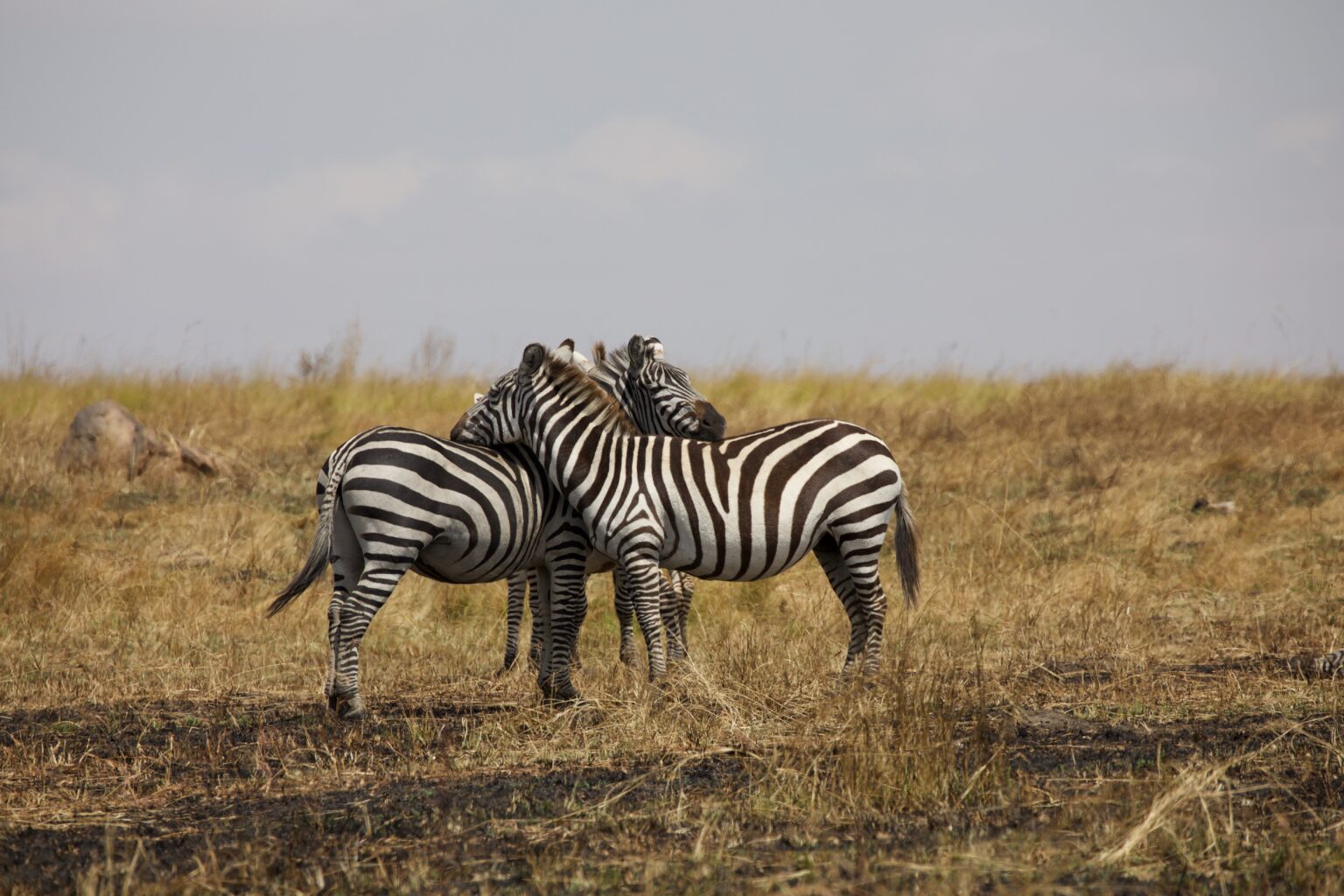 Vast Plains of Serengeti