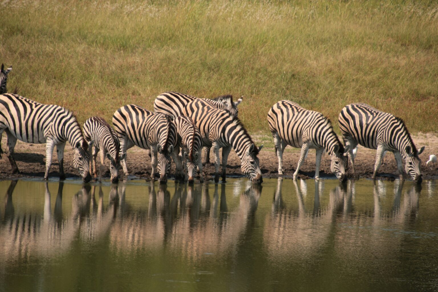 Chobe River