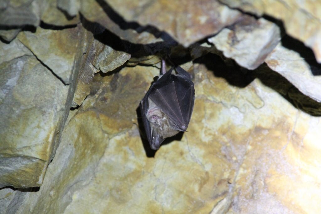 Gua Kelawar (Bat Cave