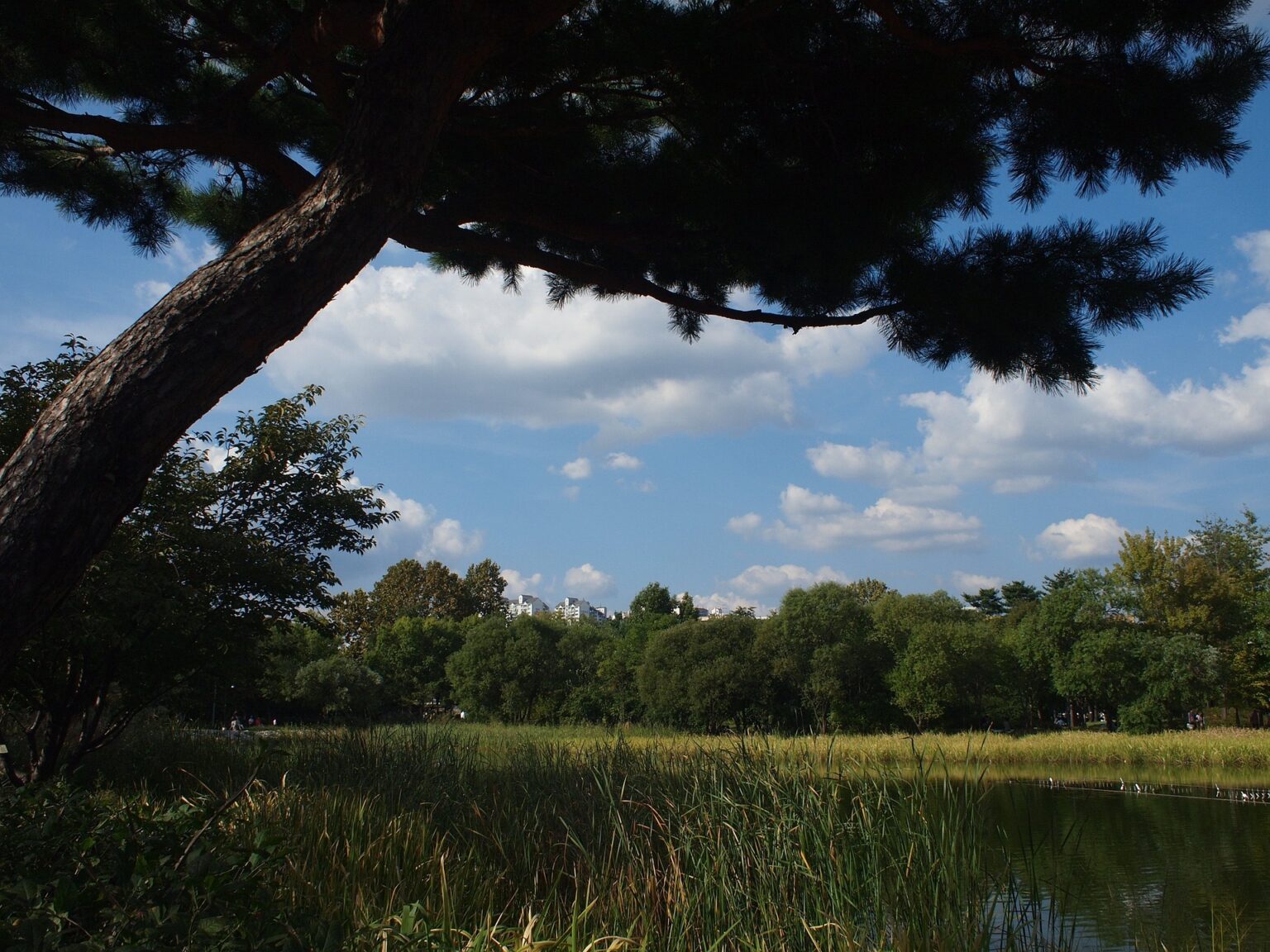 Seoul Forest