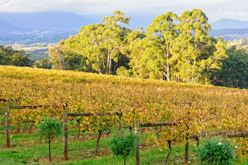 Scenic Delights of the Yarra Valley 