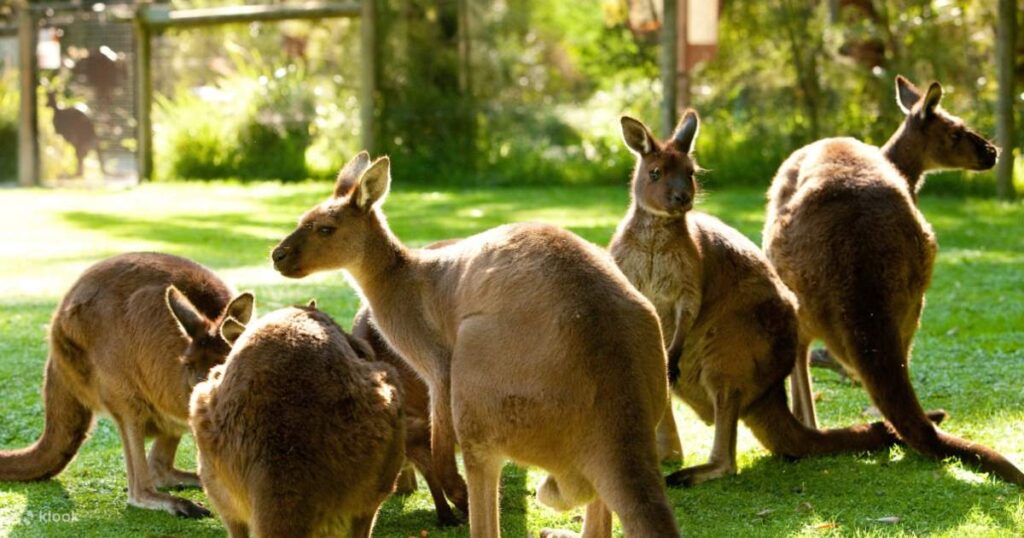 Healesville Sanctuary