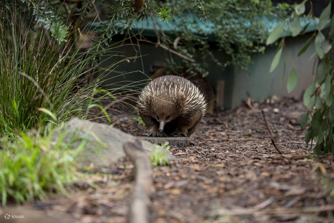 Healesville Sanctuary 