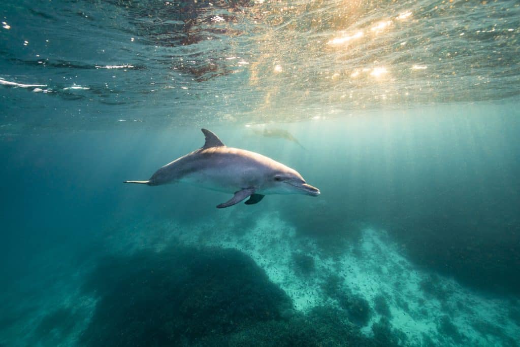 Lady Elliot Island 1