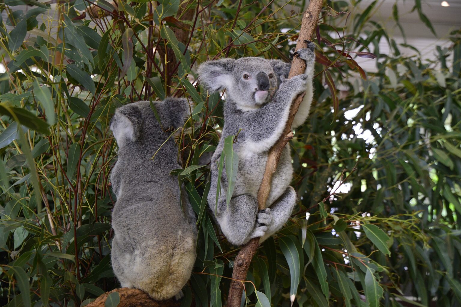 Lone Pine Koala Sanctuary